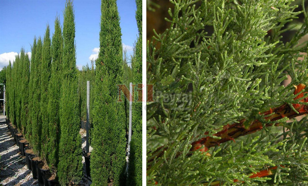 Cupressus sempervirens ‘Totem’/Totem Servi