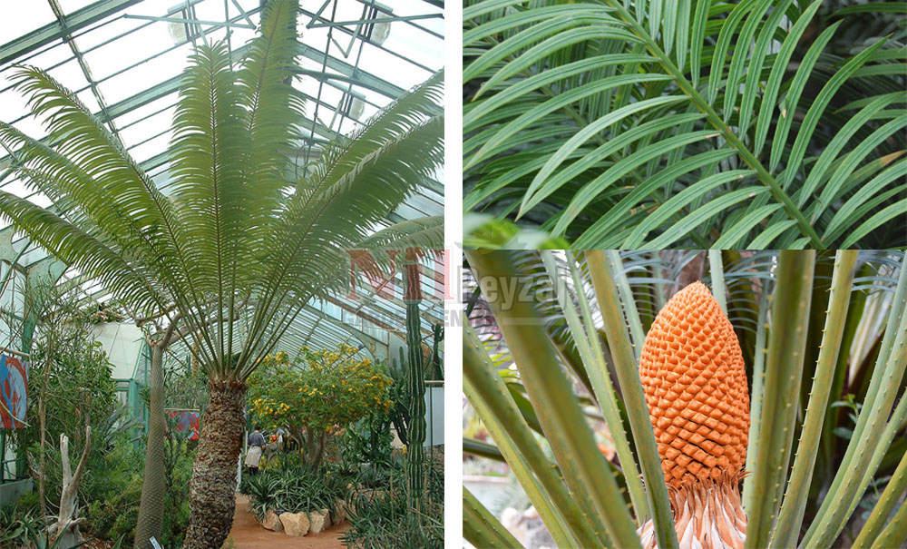 Cycas thoursaii