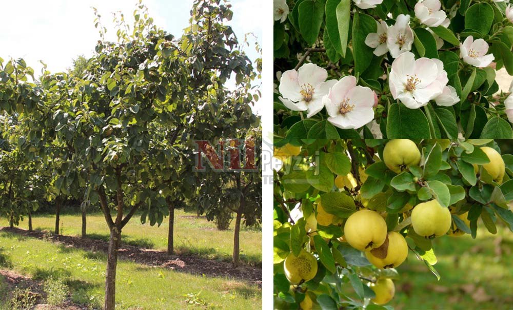 Cydonia oblonga/Ayva