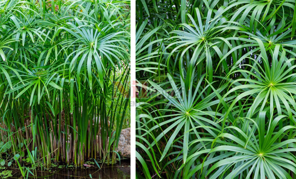 Cyperus alternifolius/Japon Şemsiyesi