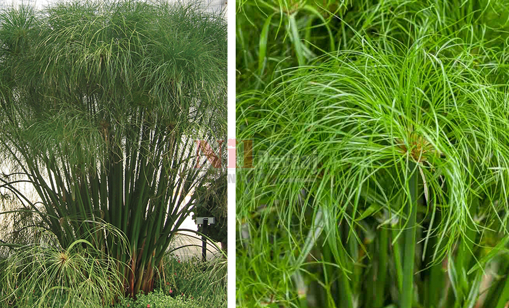 Cyperus papyrus/Papirüs