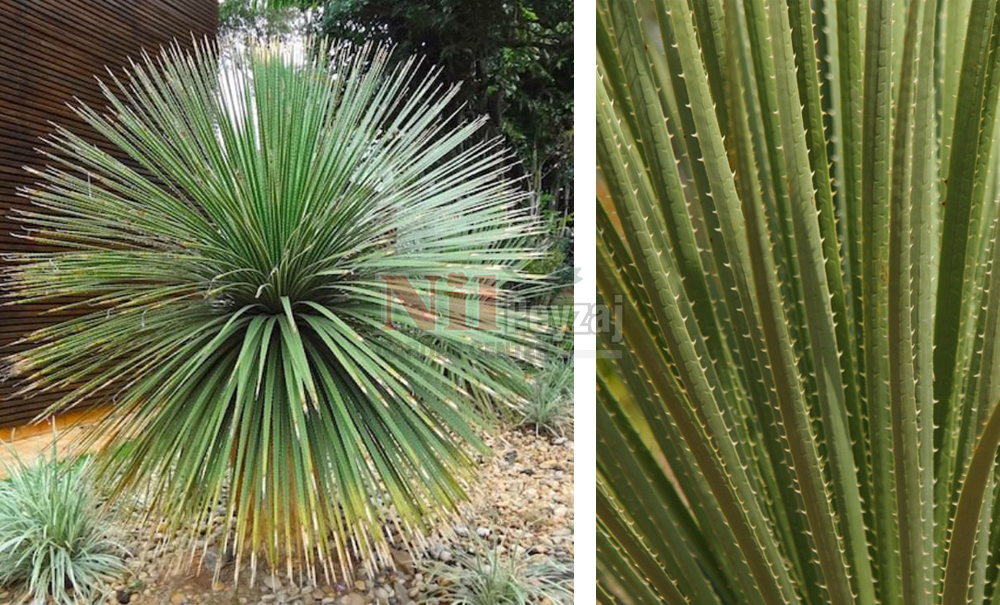 Dasylirion serratifolium/Çöl Kaşığı