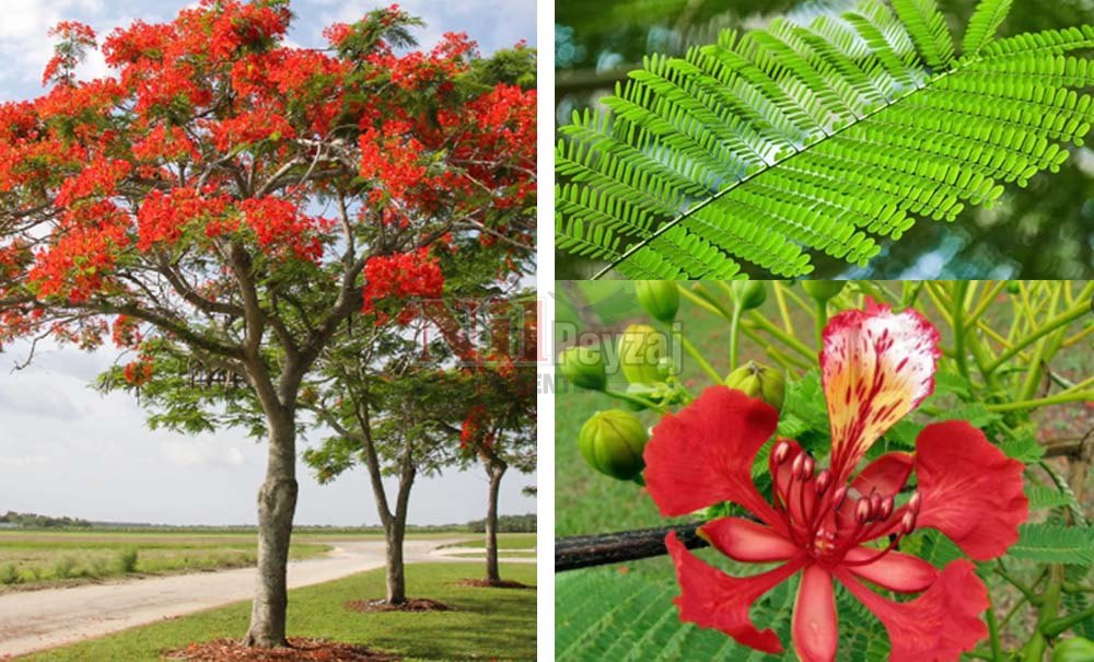 Delonix regia/Ateş Ağacı