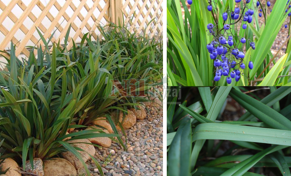 Dianella tasmanica/Keten Zambağı-Yeşil