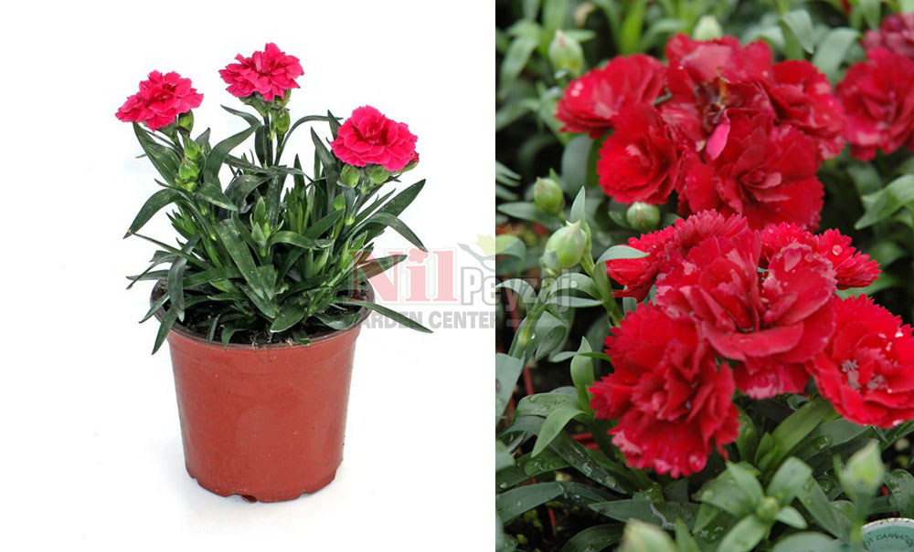 Dianthus caryophyllus/Yabani karanfil-bodur