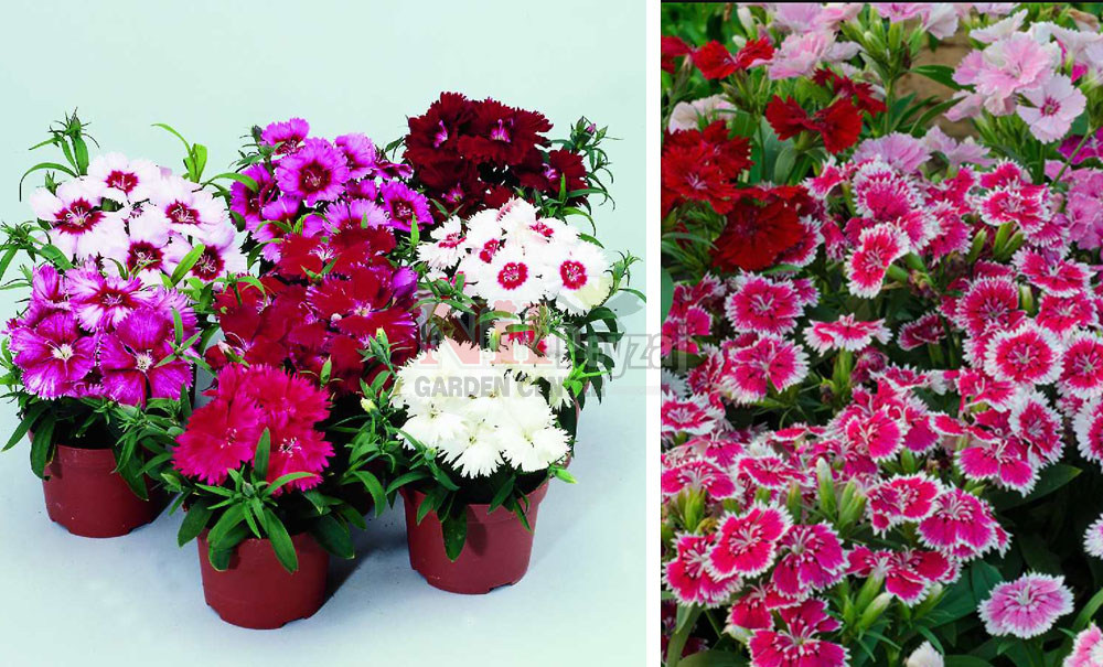 Dianthus chinensis/Çin karanfili