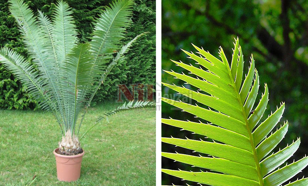 Dioon spinulosum/Dion Sikas