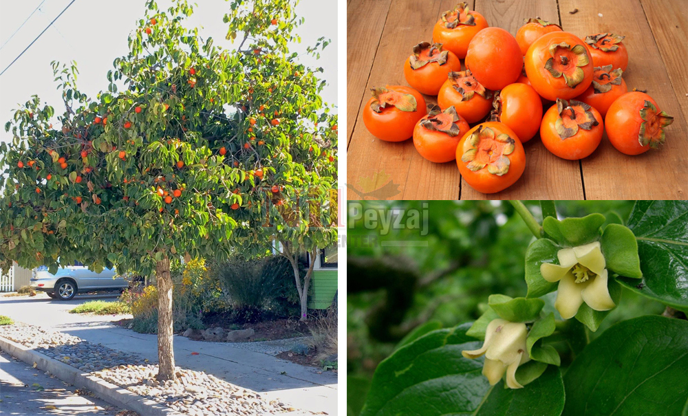 Diospyros kaki/Trabzon Hurması,Frenk Elması