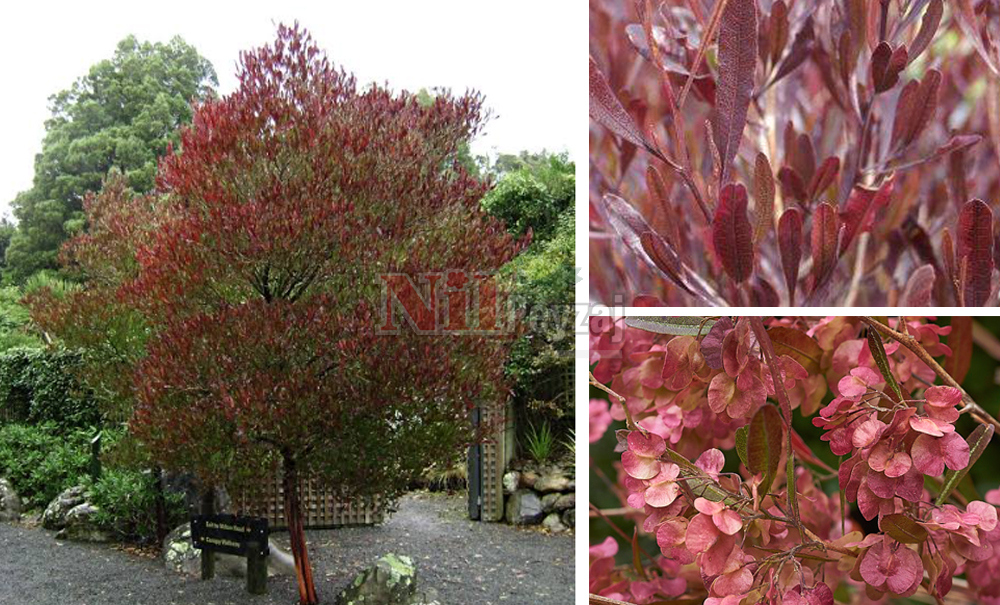 Dodonaea viscosa ‘Atropurpurea’/Dodonea (Tige)