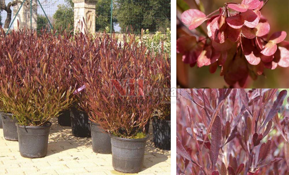 Dodonaea viscosa ‘Atropurpurea’/Dodonea