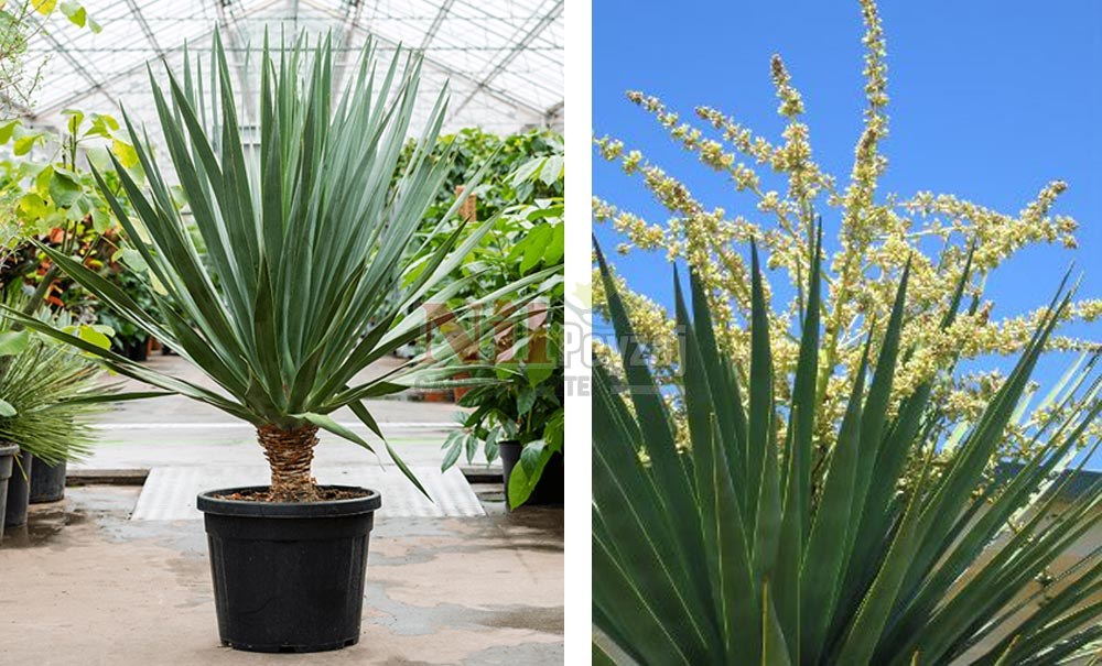 Dracena draco/Ejderha Kanı Ağacı