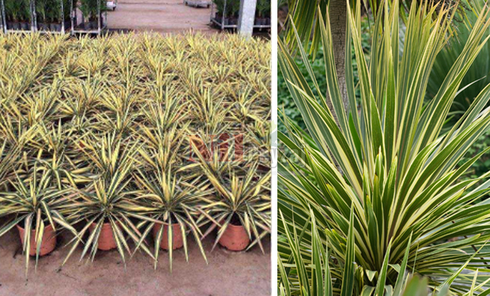 Dracena indivisa’varigaeta’