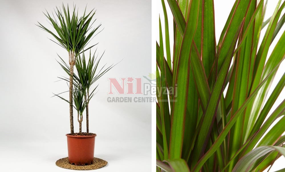 Dracena marginata/Madagaskar Dragon Ağacı