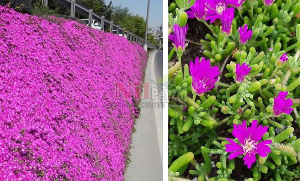 Drosanthemum sp./Acem Halısı