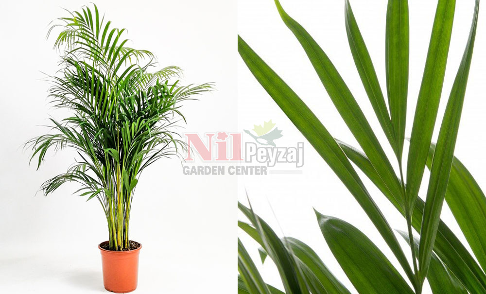 Dypsis Lutenscens/Areka