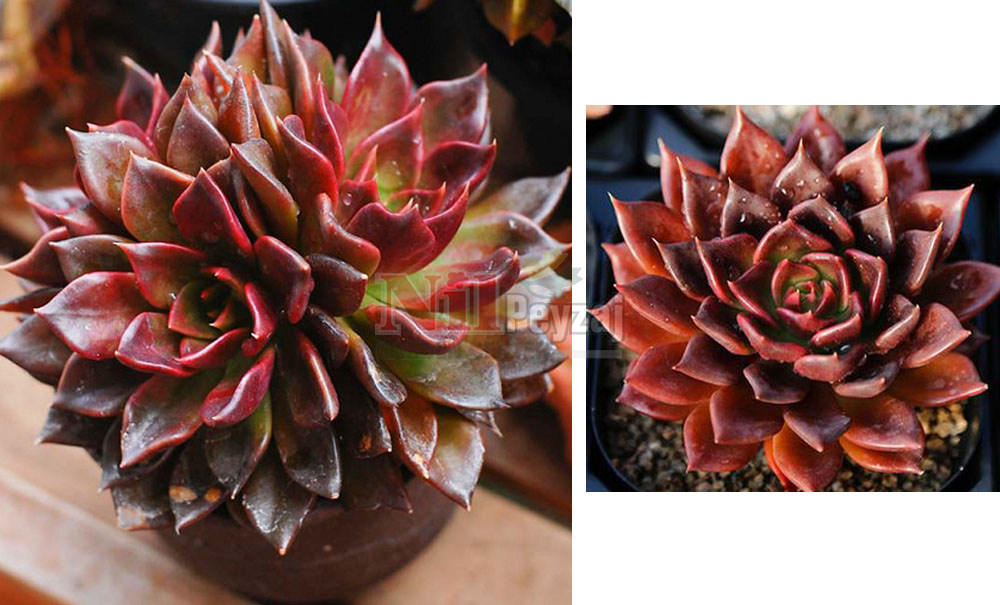 Echeveria ‘Black Prince’/Eçeverya