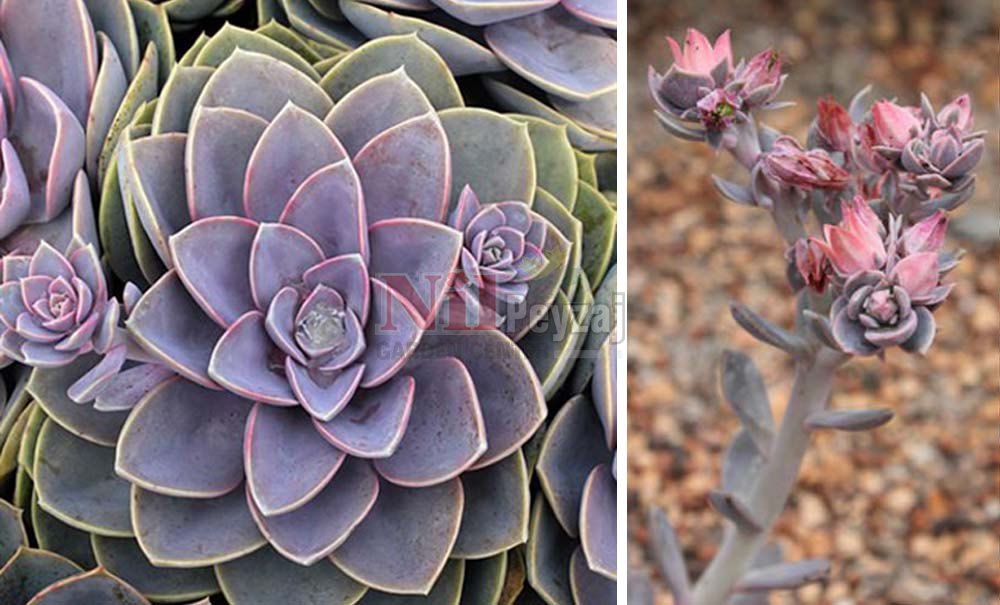 Echeveria ‘Perle Van Nunberg’