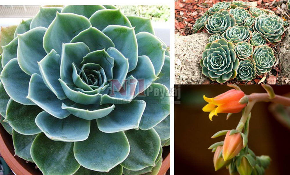 Echeveria glauca/Eçeverya