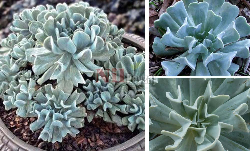 Echeveria runyonii ‘Topsy Turvy’