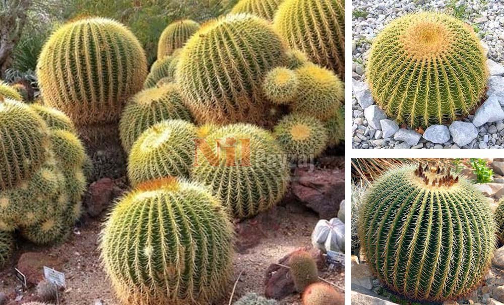 Echinocactus grusonii/Altın Fıçı Kaktüsü