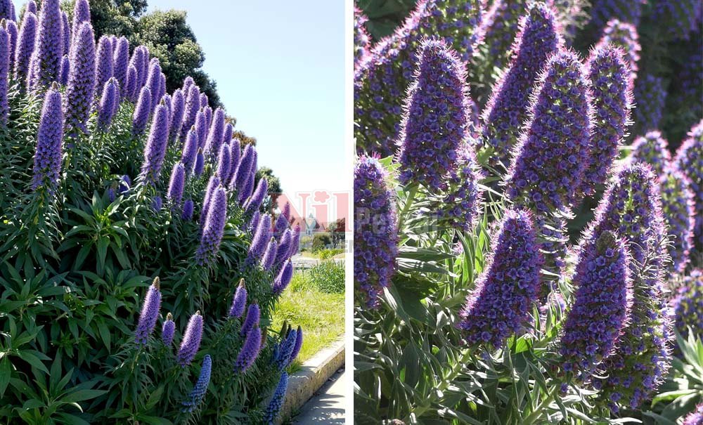Echium candicans/Ekyum