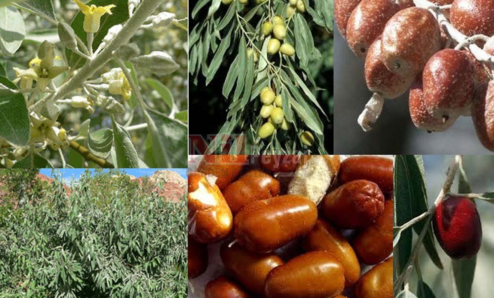 Elaeagnus angustifolia/İğde