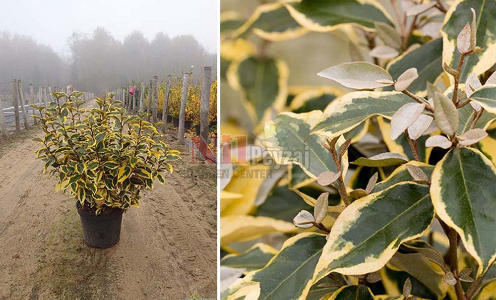 Elaeagnus ebbingei ‘Gilt Edge’/Alacalı Süs İğdesi
