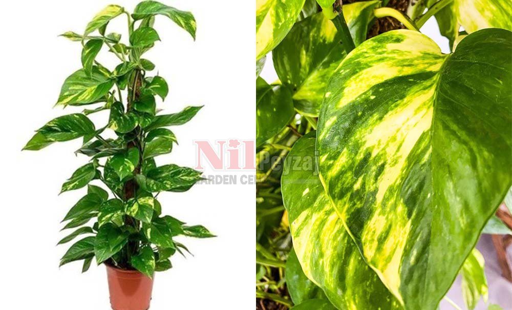 Epipremnum aureum/Salon sarmaşığı-Patos