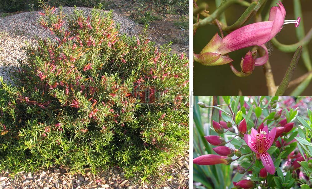 Eremophila maculata/Eremofilla