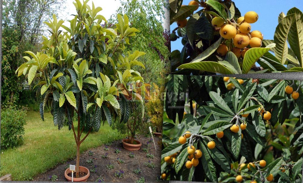 Eriobotrya japonica/Malta Eriği