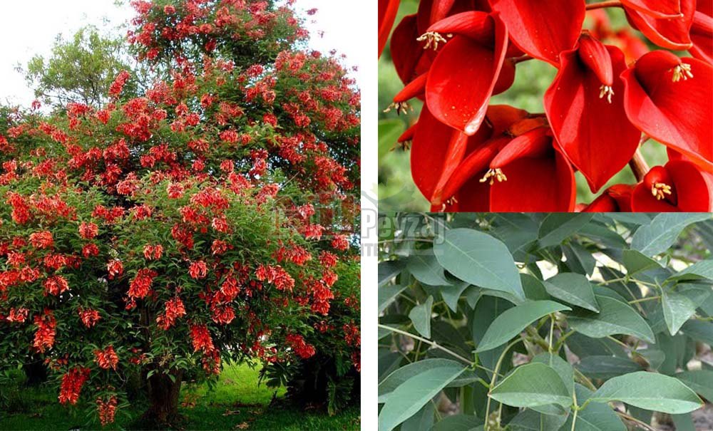 Erythrina crista-galli/Mercan Ağacı