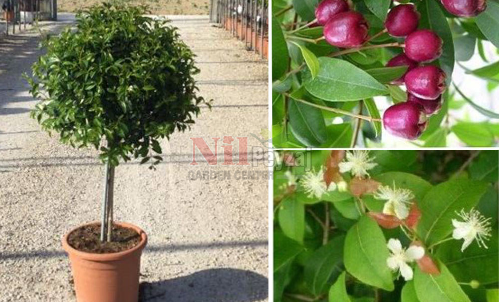 Eugenia myrtifolia ‘Newport’/Kiraz Çalısı (Tige)