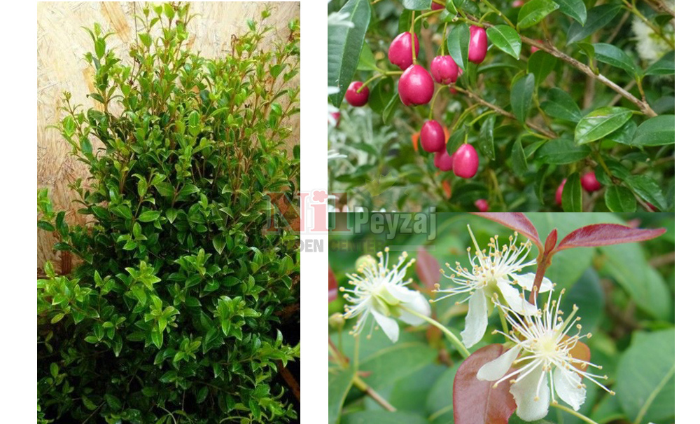 Eugenia myrtifolia ‘Newport’/Kiraz Çalısı