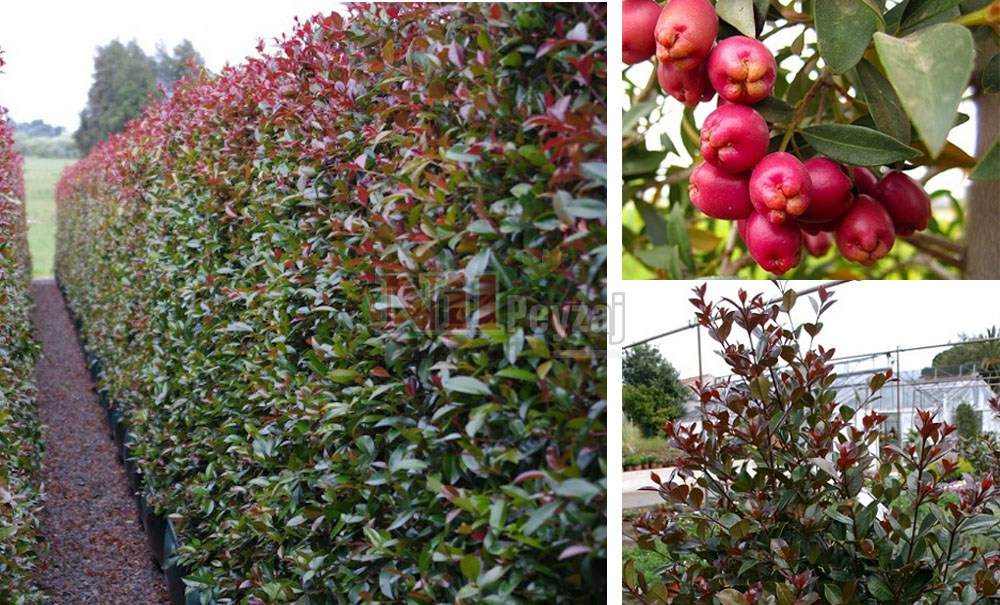 Eugenia myrtifolia/Kiraz Çalısı