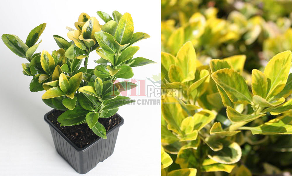 Euonymus japonicus ‘Aureomarginatus’	Altunia/Taflan Gold