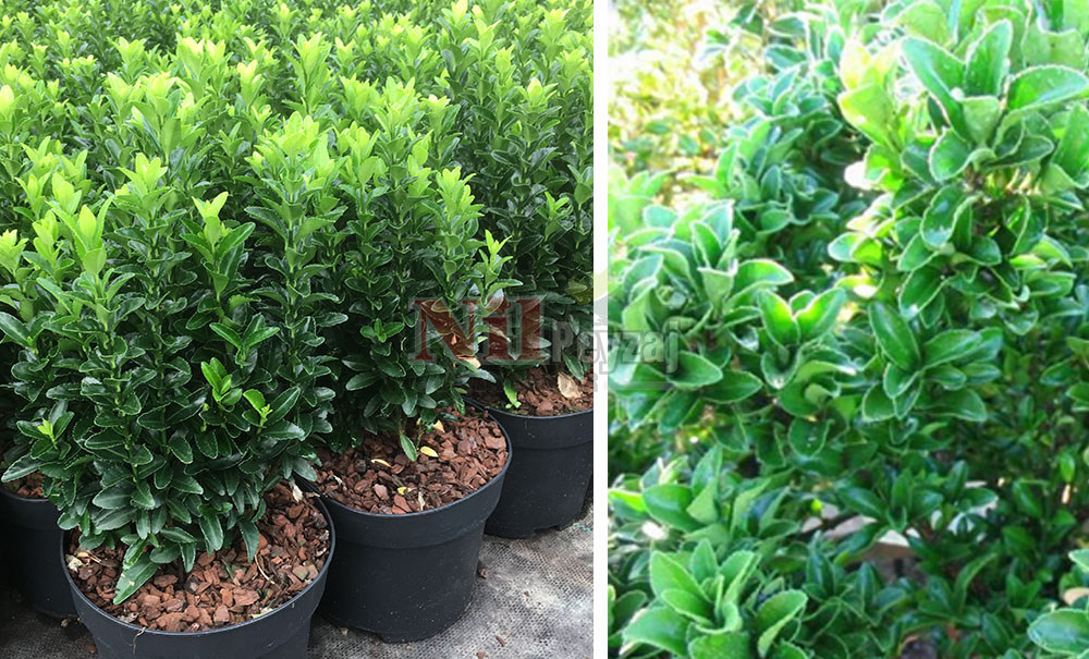 Euonymus japonicus ‘Green Spire’/Şimşir Yapraklı Taflan