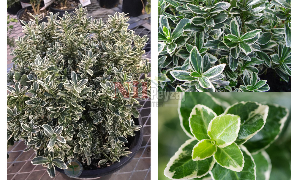 Euonymus japonicus ‘Microphyllus Albovariegatus’/Beyaz Alacalı Şimşir Yapraklı Taflan