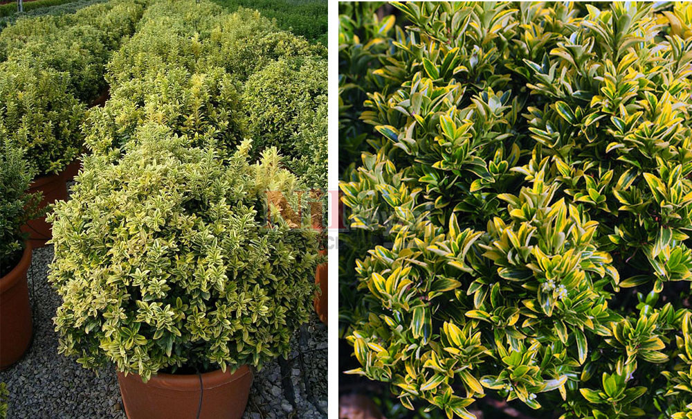 Euonymus japonicus ‘Microphyllus Pulchellus’/Şimşir Yapraklı Taflan