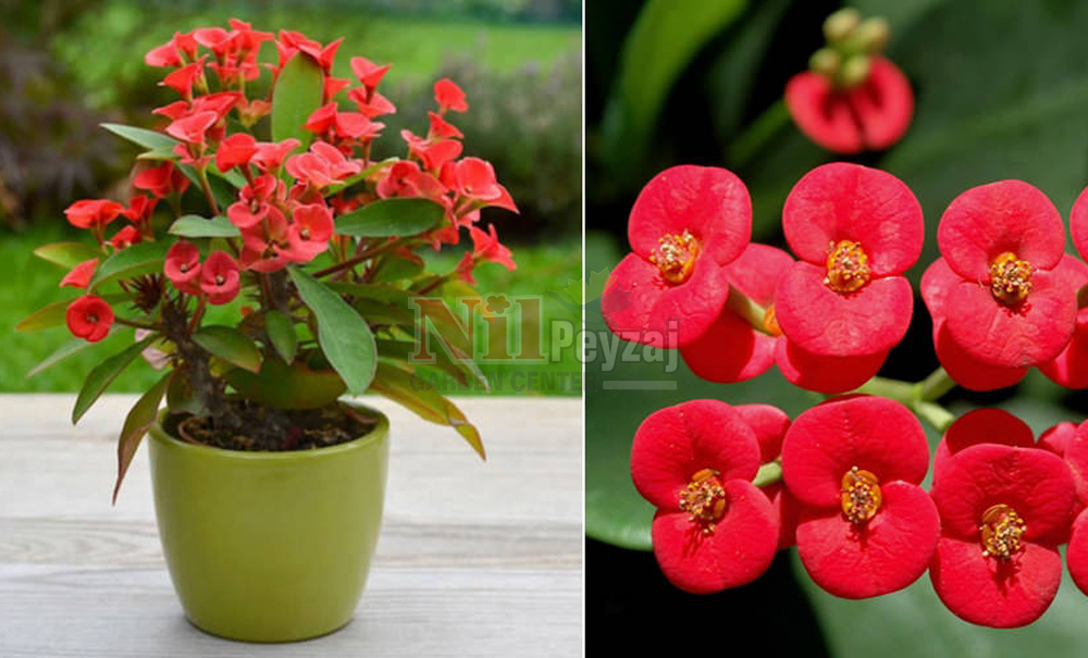 Euphorbia milii/Dikenli Taç