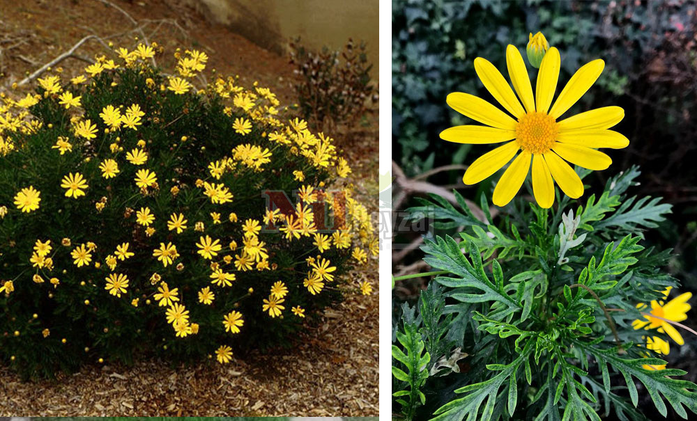 Euryops pectinatus/Sarı Çalı Papatya