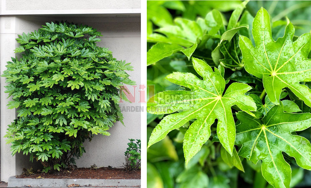 Fatsia japonica/Japon Çınarı