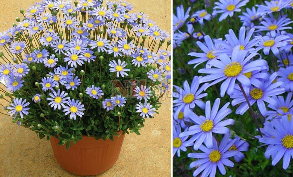 Felicia amelloides/Felisya Papatya