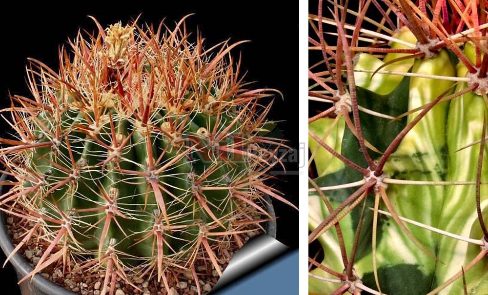 Ferocactus sp.