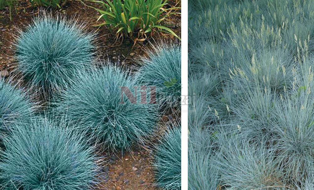 Festuca ovina glauca/Mavi Çim