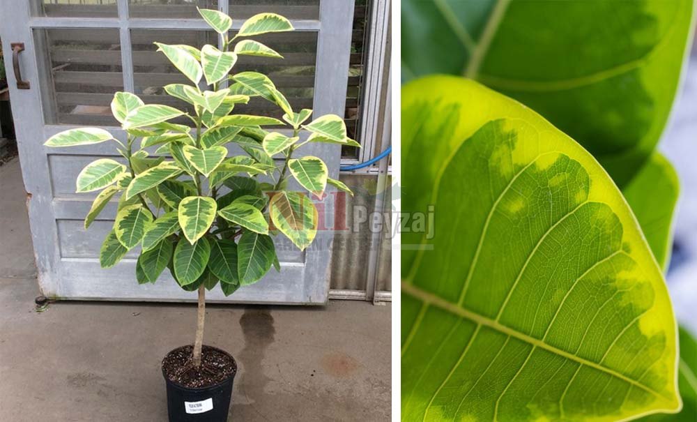 Ficus altissima  variegata/Kauçuk Alacalı Tij
