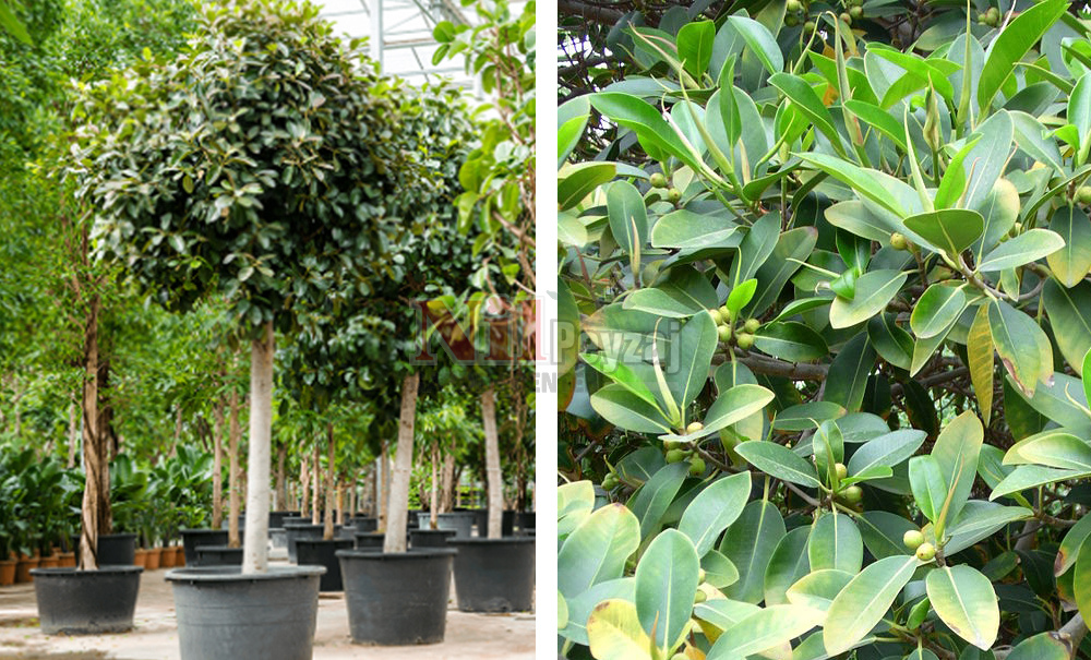 Ficus australis/Avustralya Kauçuğu