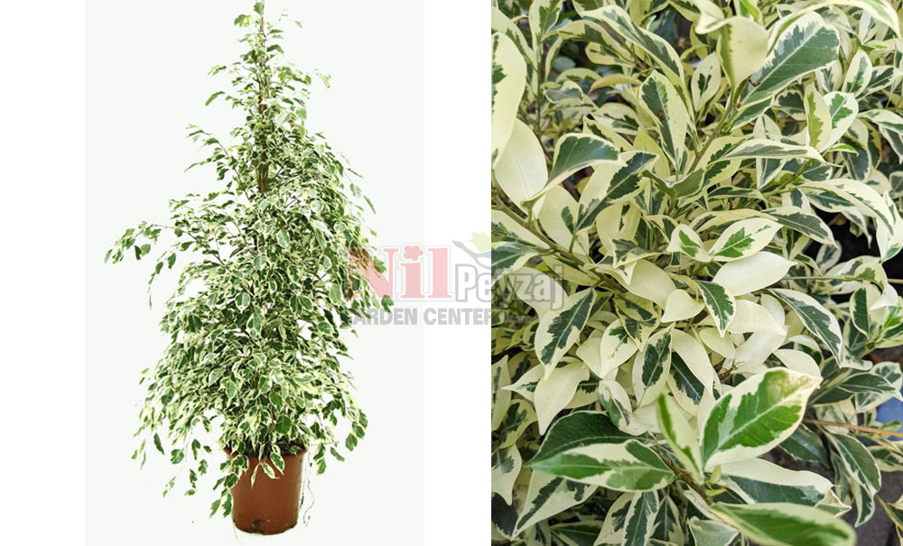 Ficus benjamina ‘Hawaii’/Alacalı Benjamin Kauçuk