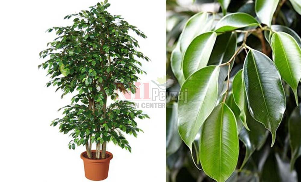Ficus benjamina/Benjamin Kauçuk