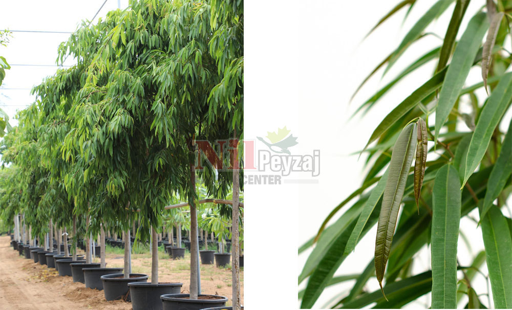 Ficus binnendijkii ‘Alii’/Zakkum Yapraklı Kauçuk