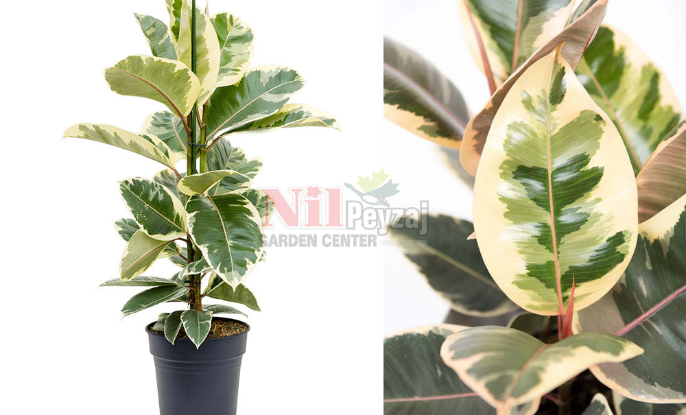 Ficus elastica variegata/Alacalı Kauçuk Ağacı